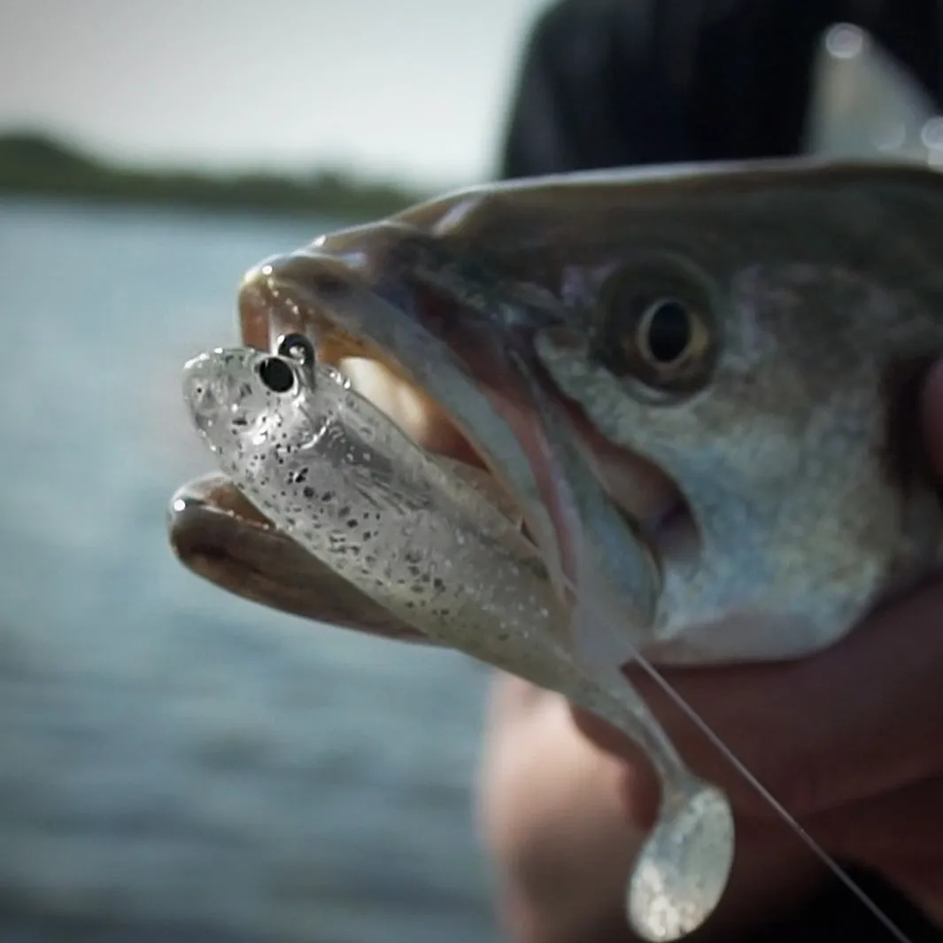 Bait Shifter Minnow Kit